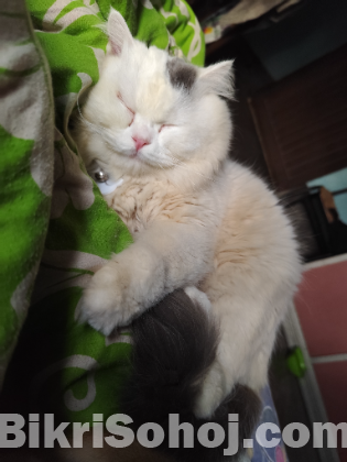 Pure Persian Cat